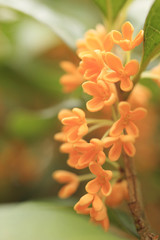 ｷﾝﾓｸｾｲの香り