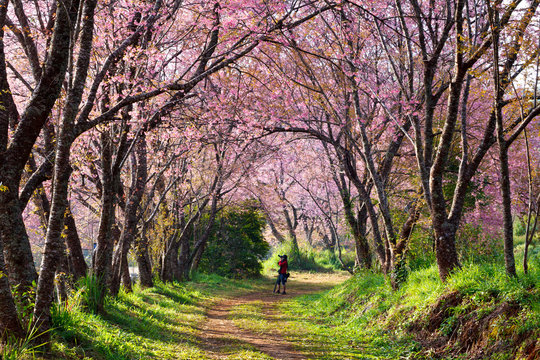 A man taking photo under cherry blossom (sakura) trees.