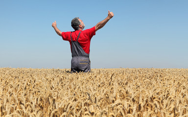Agricultural scene, happy farmer in wheat field with hands and thumbs up