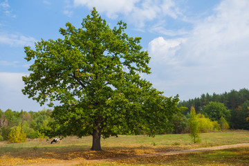 rural scene, tree among a fields
