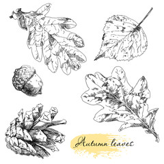 Vintage highly detailed hand drawn leaves.