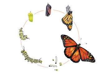 Life cycle of monarch butterfly. - obrazy, fototapety, plakaty