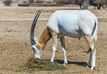 Naklejka na ściany i meble Antelope, the Arabian oryx (Oryx leucoryx) in National Biblical Hai-Bar nature reserve, 35 km north of Eilat, Israel