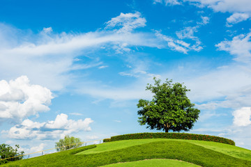 One tree on a grassy knoll with blue sky