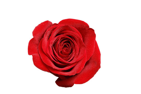 Button of red rose with drops of dew isolated on white. Top view