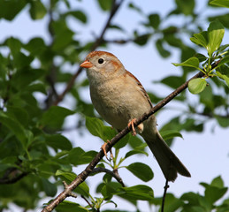 A Field sparrow (Spizella pusilla) sitting in a tree.Cambridge, Ontario, Canada..
