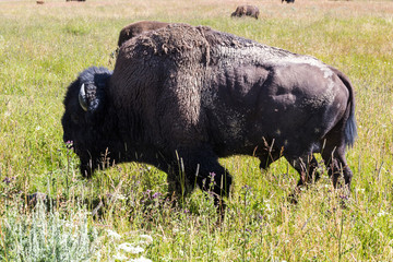 Bisons in Yellowstone National Park, Wyoming, USA