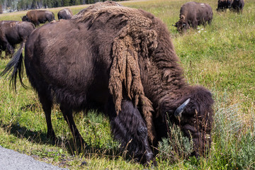 Bisons in Yellowstone National Park, Wyoming, USA