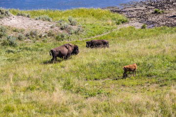 Bisons in Yellowstone National Park, Wyoming, USA