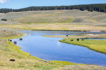 Bisons in Yellowstone National Park, Wyoming, USA