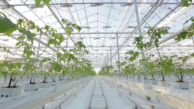 A large greenhouse, a lot of long rows of plants.