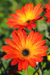 Arctotis Daisies Orange Yellow 2