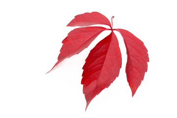 Rot gefärbtes Blatt, wilder Wein, freigestellt