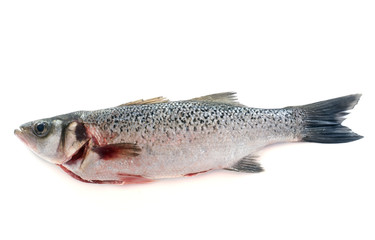 Naklejka premium Spotted seabass