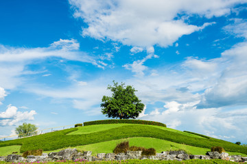 One tree on a grassy knoll with blue sky