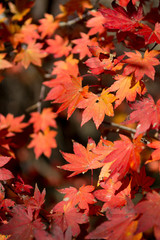 紅葉
