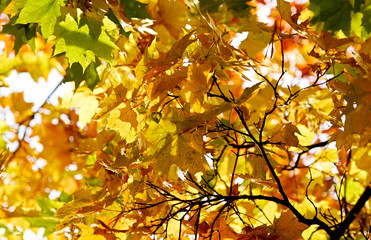 autumn yellow leaf