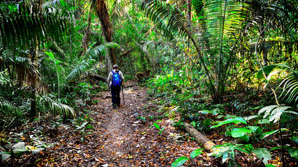 Traveller is walking in a jungle
