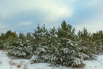 quiet winter forest