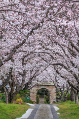 桜のアーチ