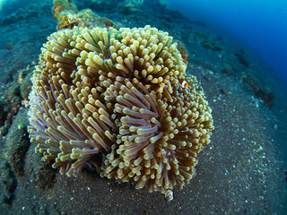 Fototapeta na wymiar Anemone and anemone fish