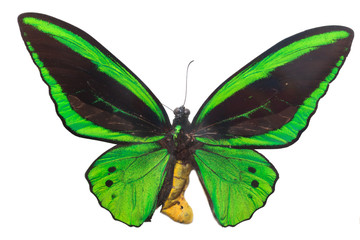 The beautiful green butterfly isolated on white background
