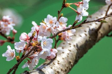 桜の花