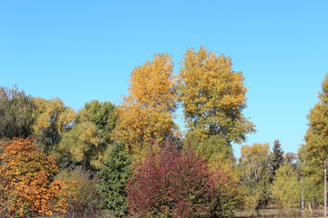 Fototapeta premium autumn paints