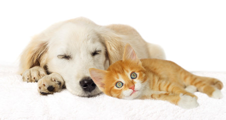 Obraz premium Puppy and kitten