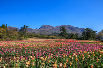 チューリップ畑