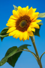 Fototapeta premium 向日葵の花