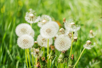 Obraz premium Spring Flowers Dandelions