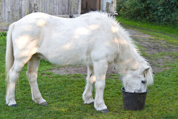 girl with a white horse in denmark