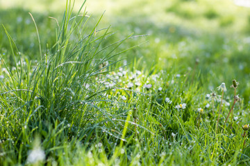 Green Spring Grass