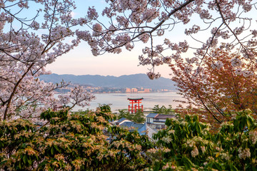 Fototapeta premium Itsukushima Shrine