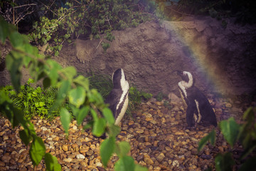 Penguins in cage at the zoo. Spray water on them and it creates a rainbow.
