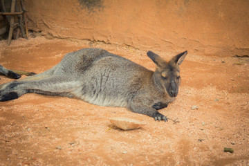 Naklejka na ściany i meble Red-necked wallaby in the zoo 
