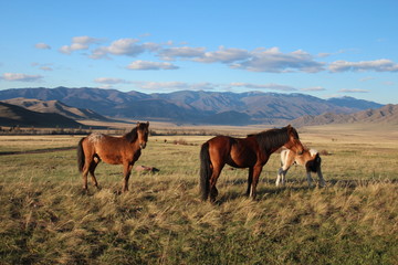 Кони в степи