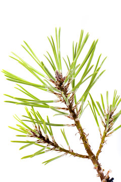 Isolated Pine Leaf - Stock Image