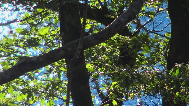 六観音御池_輝く湖面