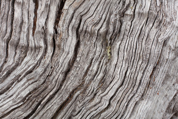 Timber Texture