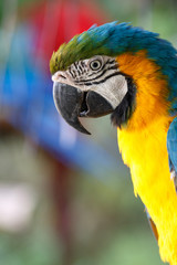 ルリコンゴウインコ