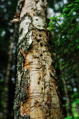 woodpecker holes in old birch tree in summer forest