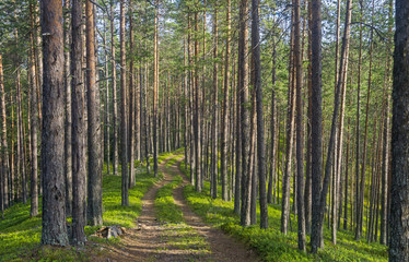 Obraz premium Stara leśna droga.