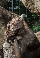 Vulture in cage at the zoo
