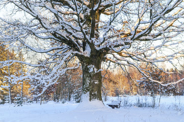 verschneiter Baum im Frühwinter