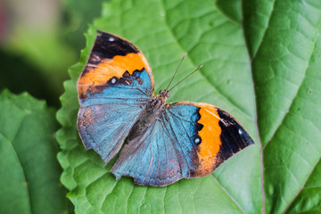 Fototapeta na wymiar the colour of butterfly