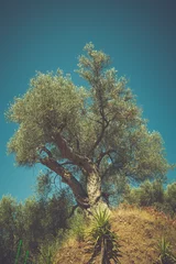 Deurstickers Olijfboom grote olijfboom