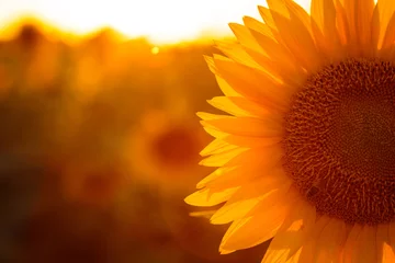 Abwaschbare Fototapete Sonnenblume Sonnenblume