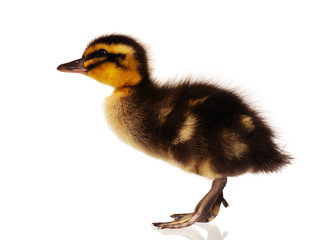 Domestic duckling
